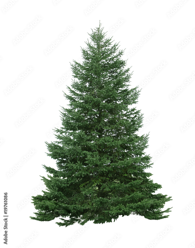Naklejka premium Pine Tree