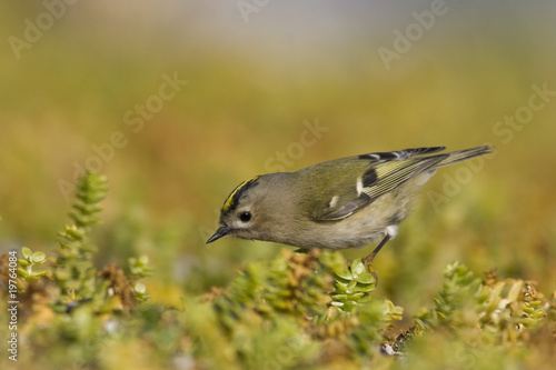 Wintergoldhähnchen