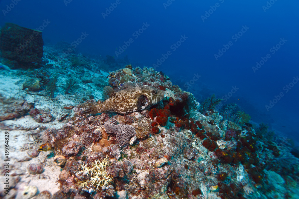 Fototapeta premium Boxfish (cowfish)