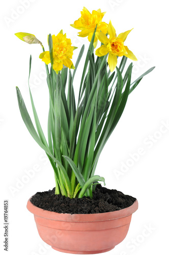 Fototapeta Naklejka Na Ścianę i Meble -  Yellow daffodils