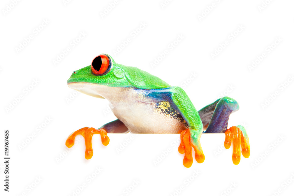Obraz premium frog on edge isolated white