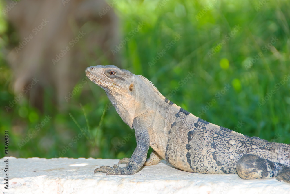 Fototapeta premium Mexican iguana