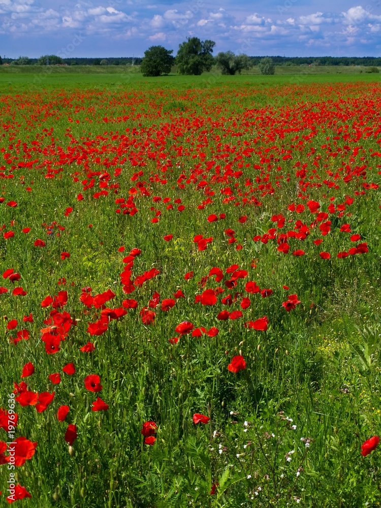 Red popies on a green field