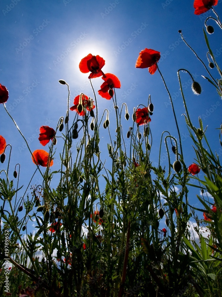 Obraz premium Red poppies on a green field