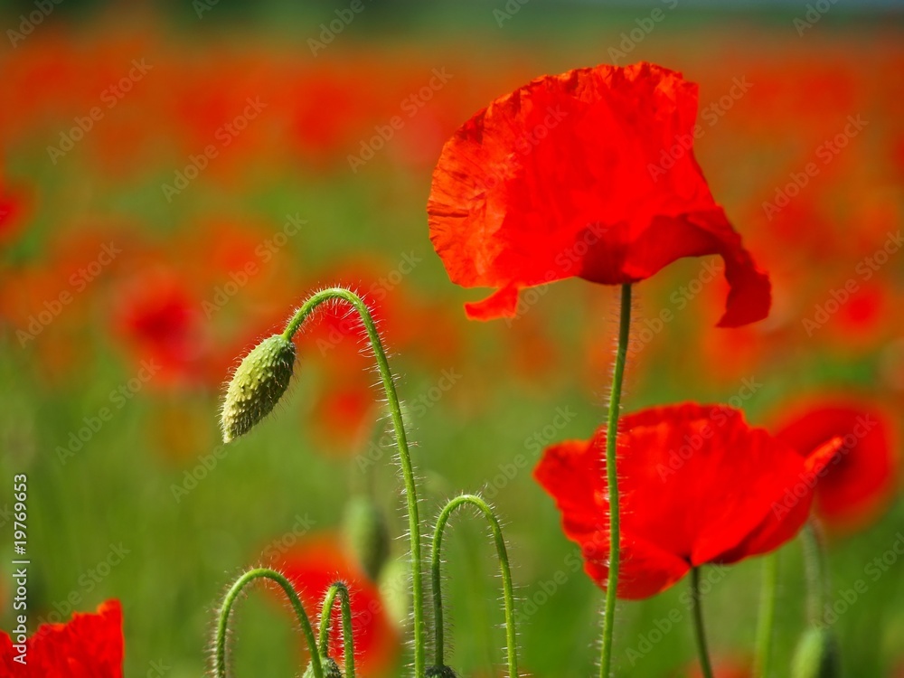 Naklejka premium Red poppies on a green field
