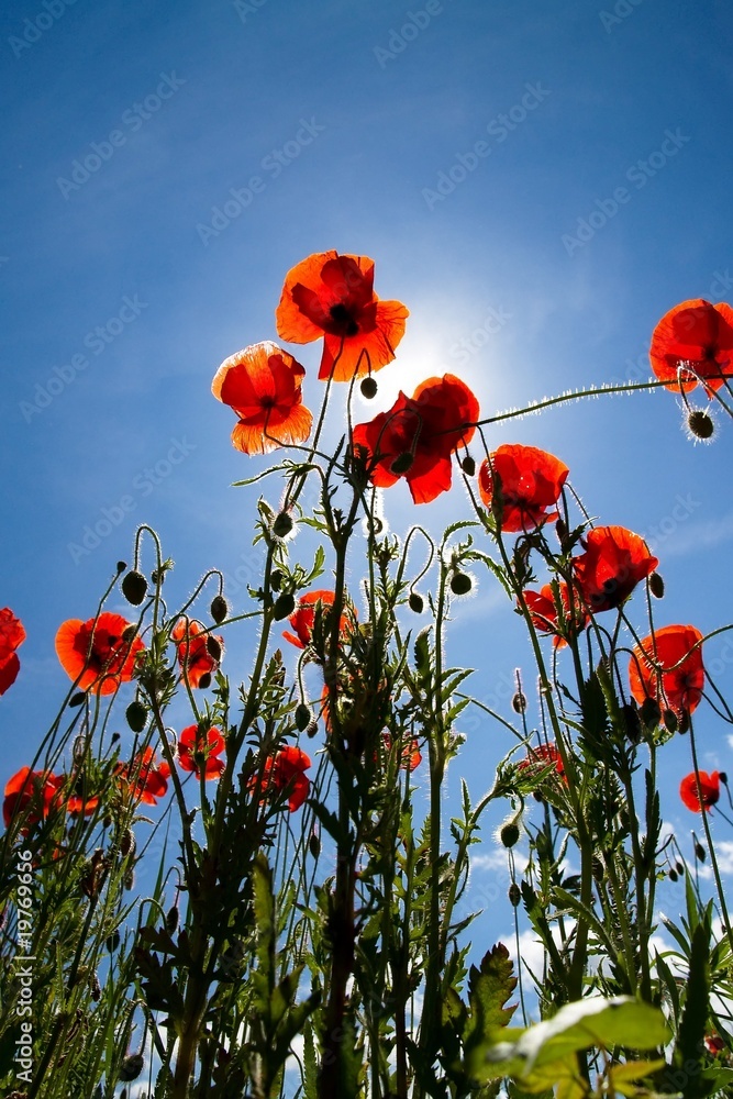 Obraz premium Red poppies on a green field