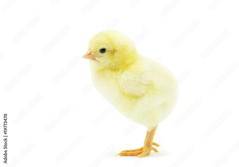 Obraz premium chicken