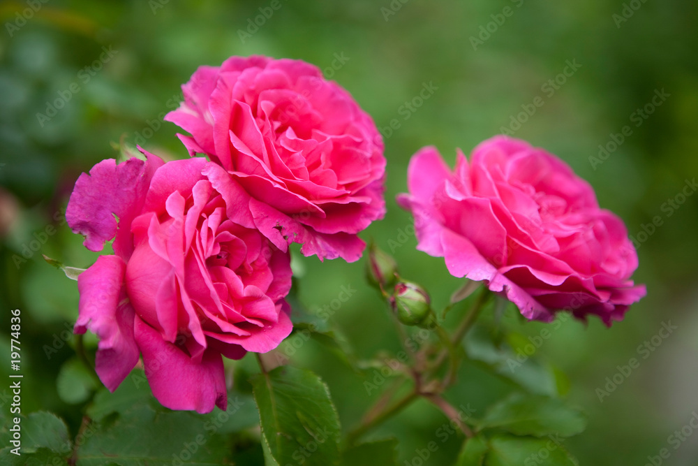 Pink rose