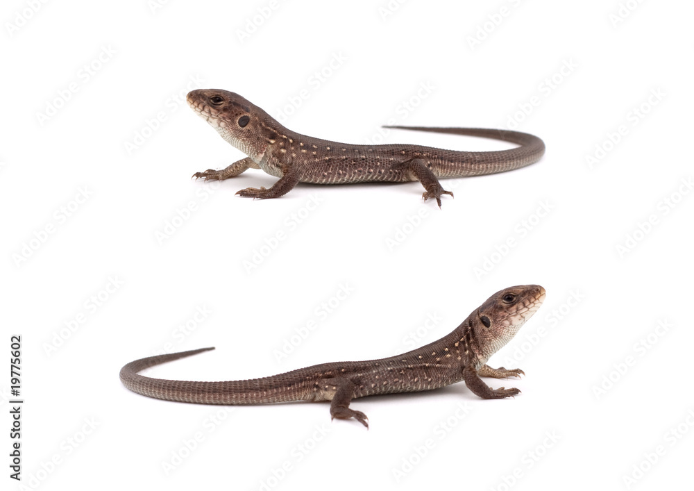 Fototapeta premium Llizards