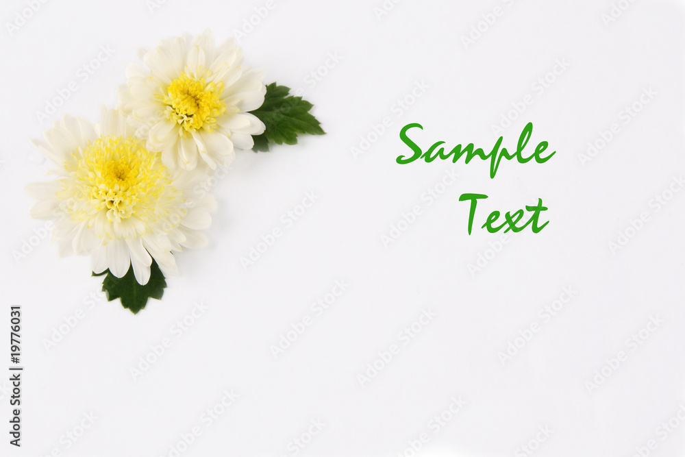 small white chrysanthemums small white chrysanthemums