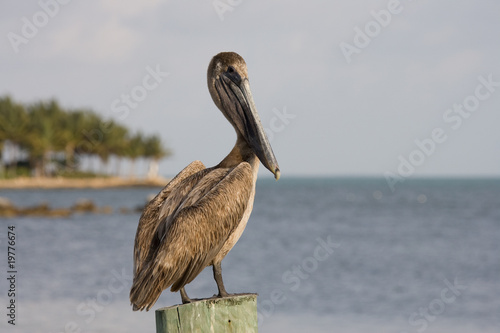 Pelican on a post