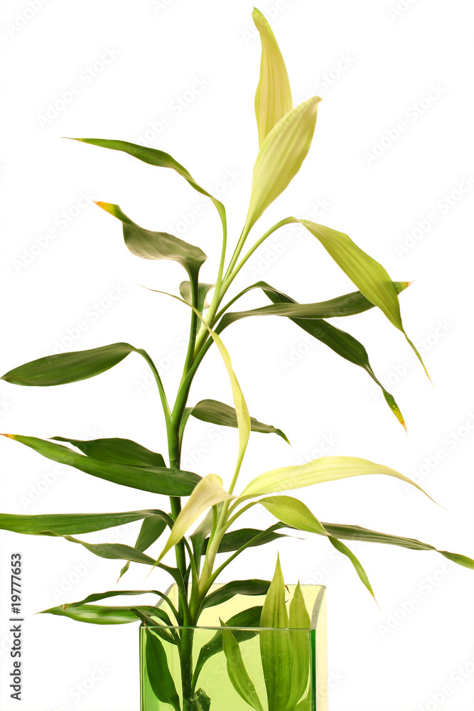 Obraz premium green plant