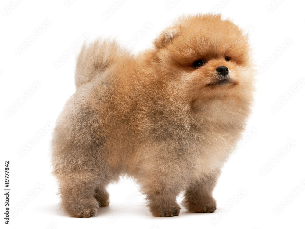 Standing pomeranian spitz puppy