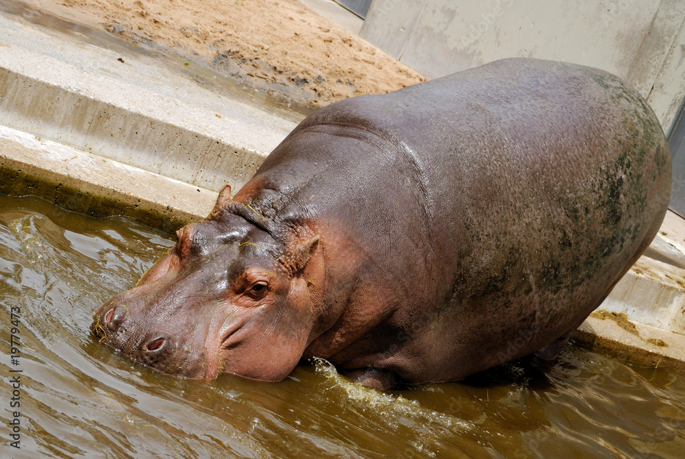 Hippo goes into the water