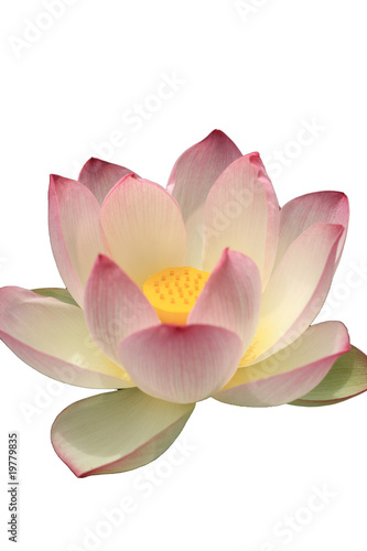      a lotus flower   