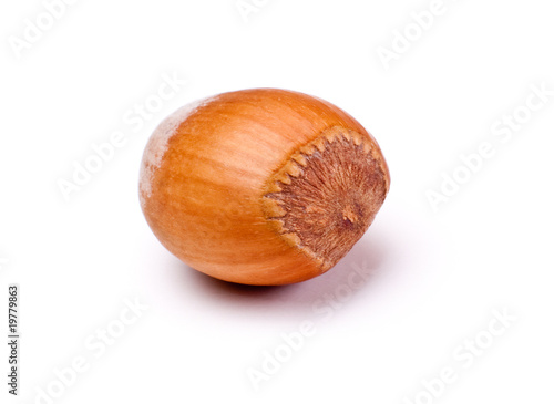 wood nut