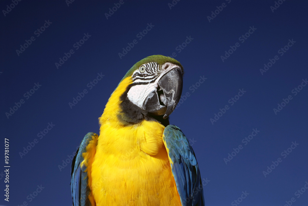 Parot Stock Photo Adobe Stock