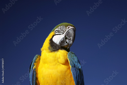 Parot