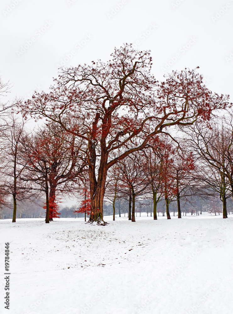 Trees with red leaves in the snow Trees with red leaves in the snow