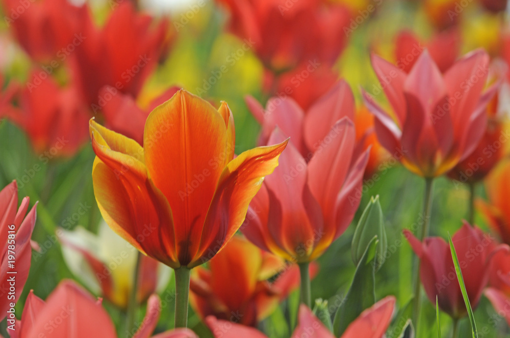 Tulpen