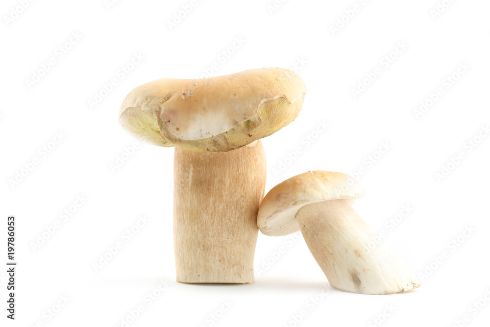 Edible boletus mushrooms Edible boletus mushrooms