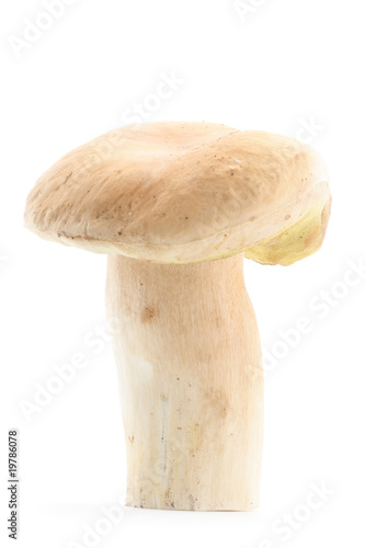 Edible boletus mushroom