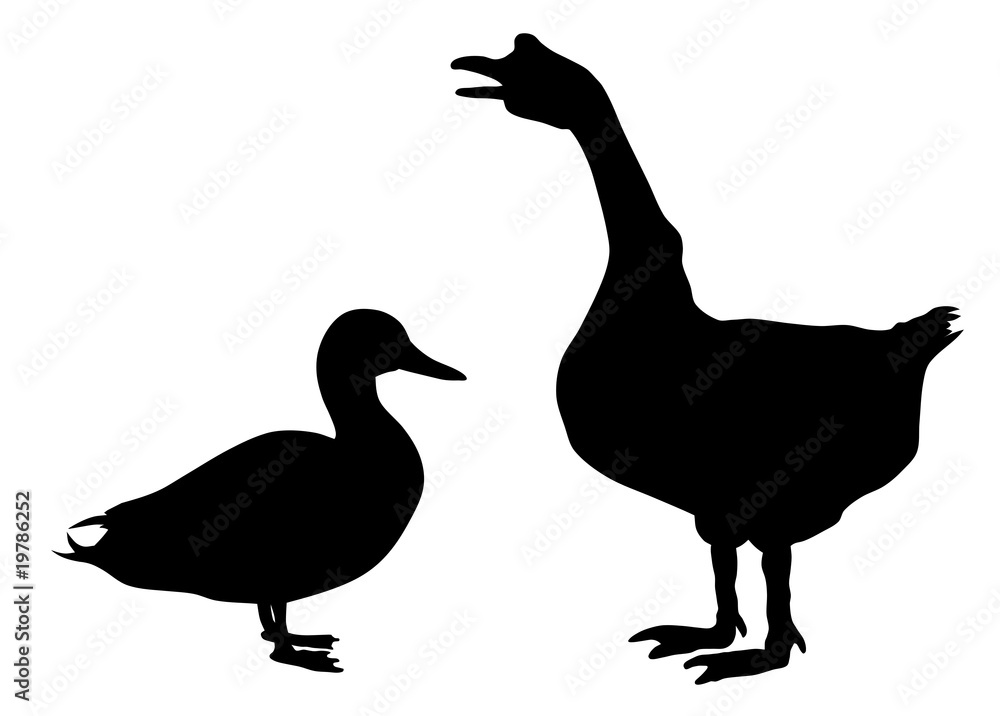 Farm birds Farm birds