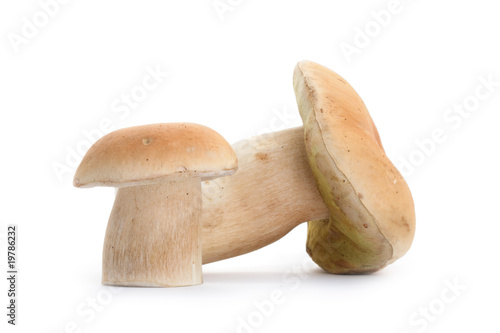Edible boletus mushrooms