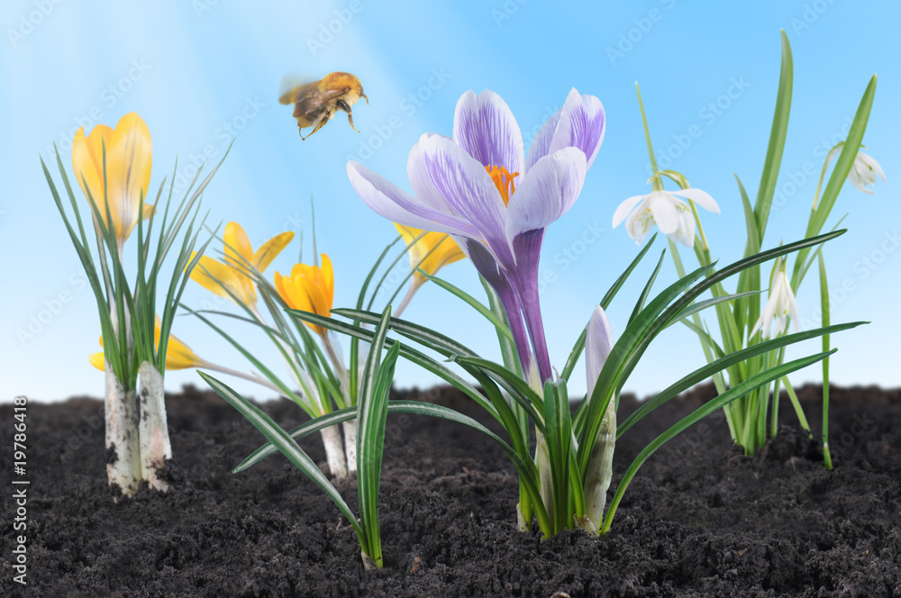 Spring flowers Spring flowers