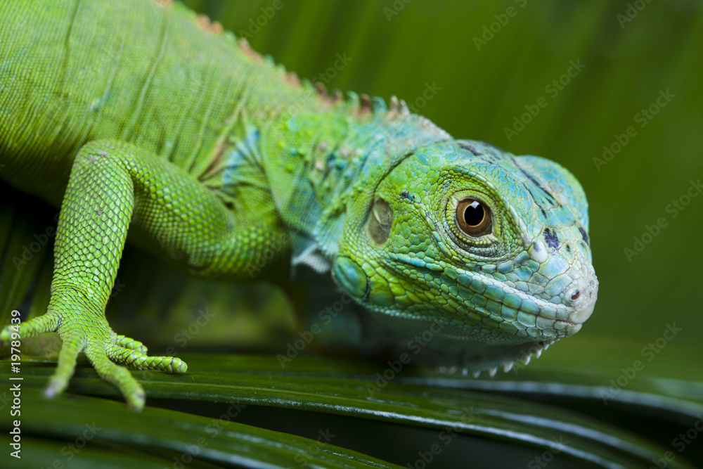 Naklejka premium Anole lizard