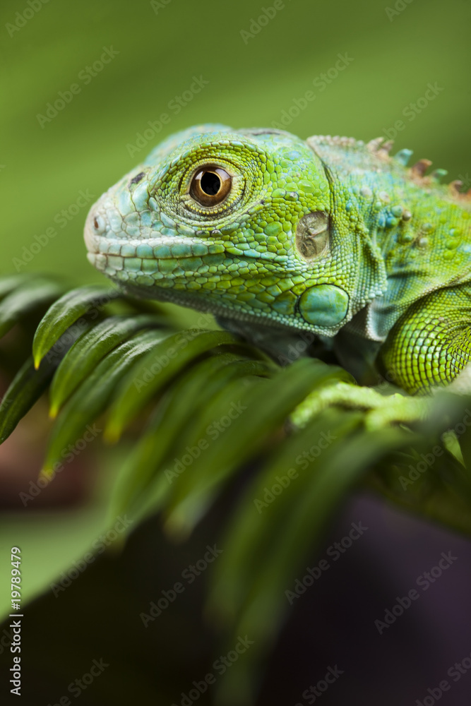 Obraz premium Dragon