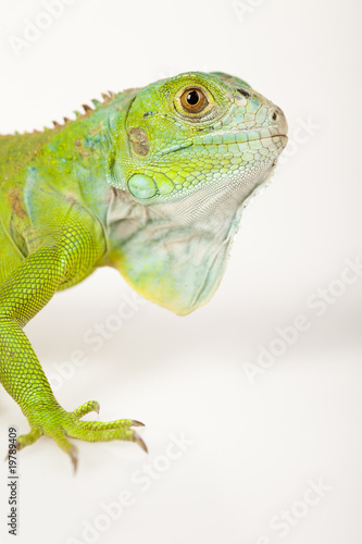 close-up on a iguana