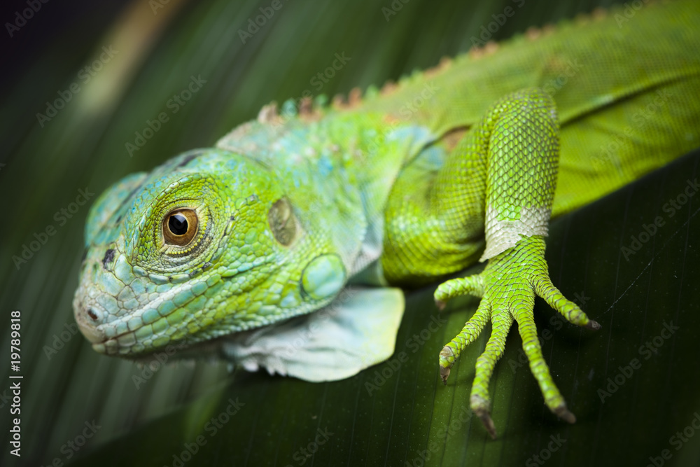 Naklejka premium Bearded Dragon