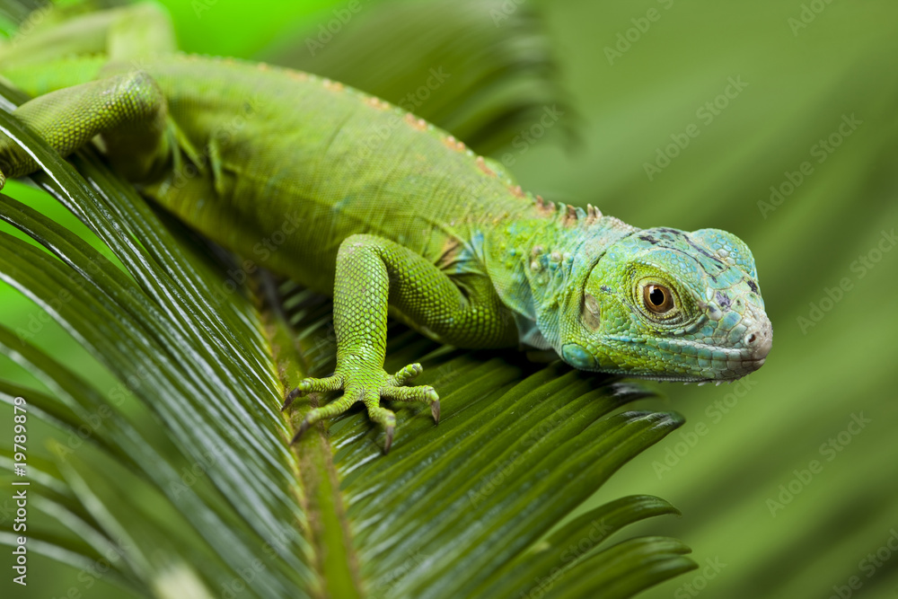 Fototapeta premium A picture of iguana - small dragon, lizard