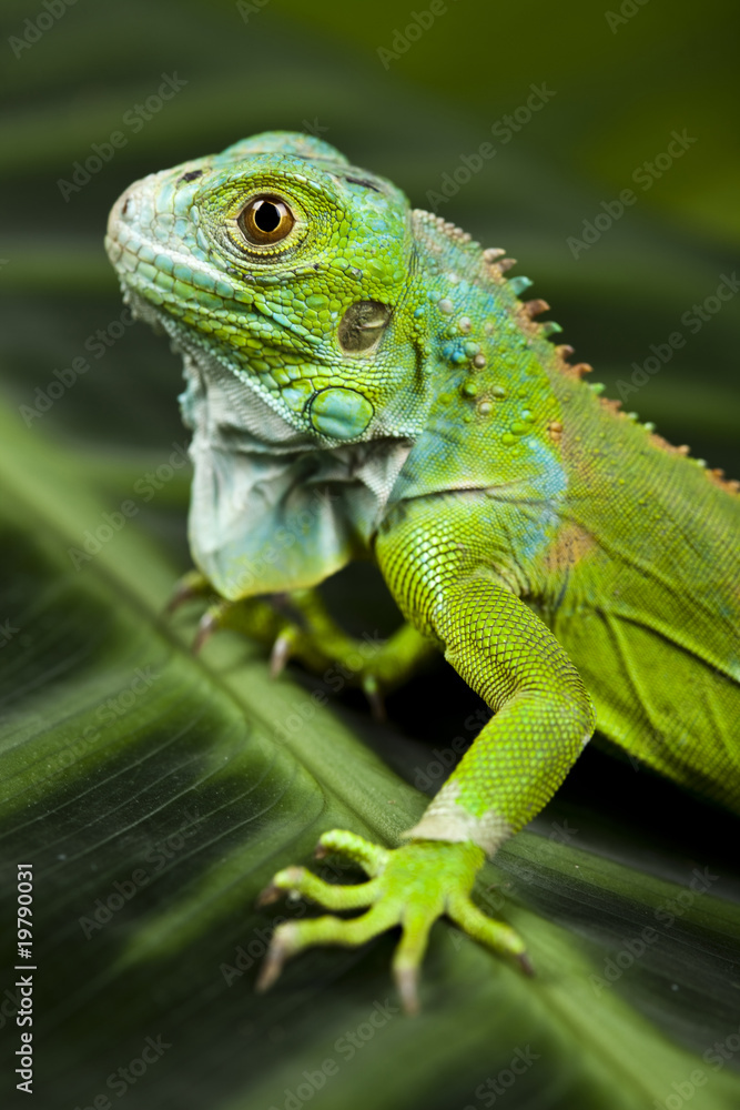 Obraz premium Iguana na wolności