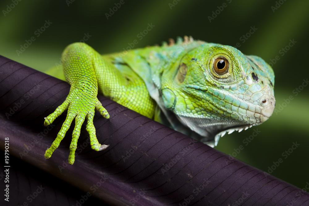 Naklejka premium Lizard - iguana