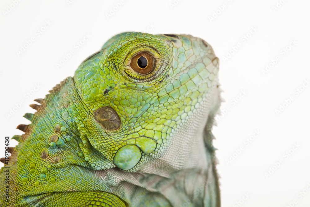 Fototapeta premium Iguana as a dragon