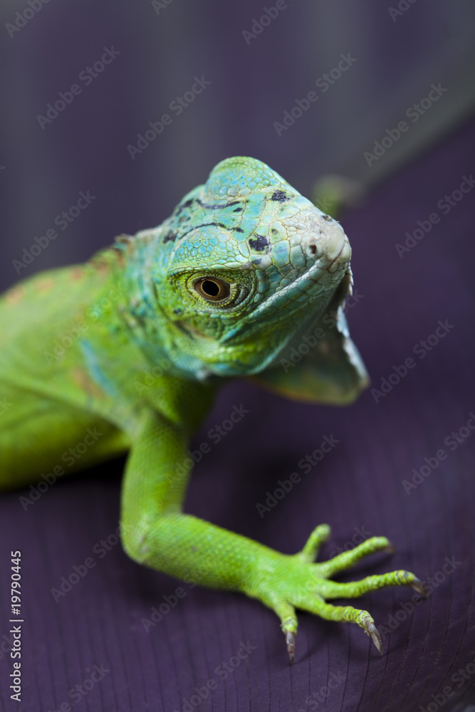 Fototapeta premium Lizard - iguana