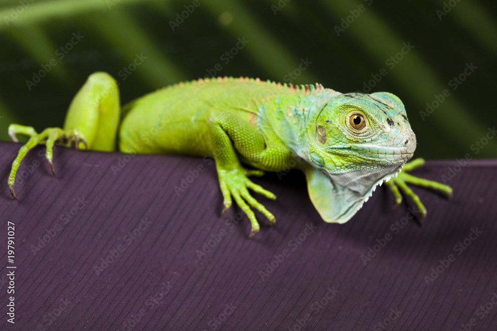 Fototapeta premium Anole lizard