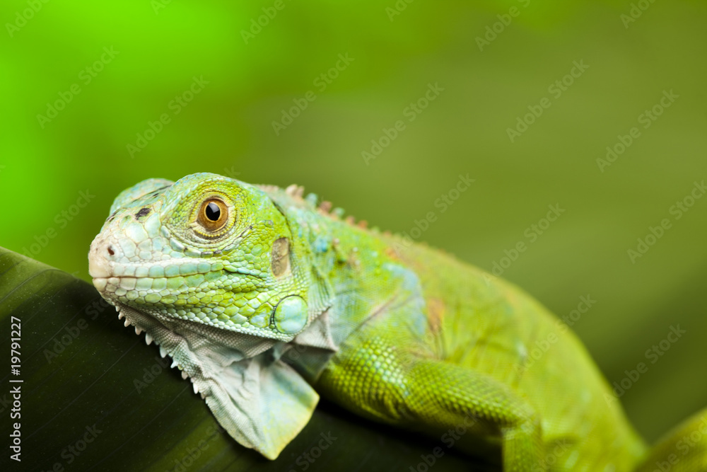 Iguana as a dragon Iguana as a dragon