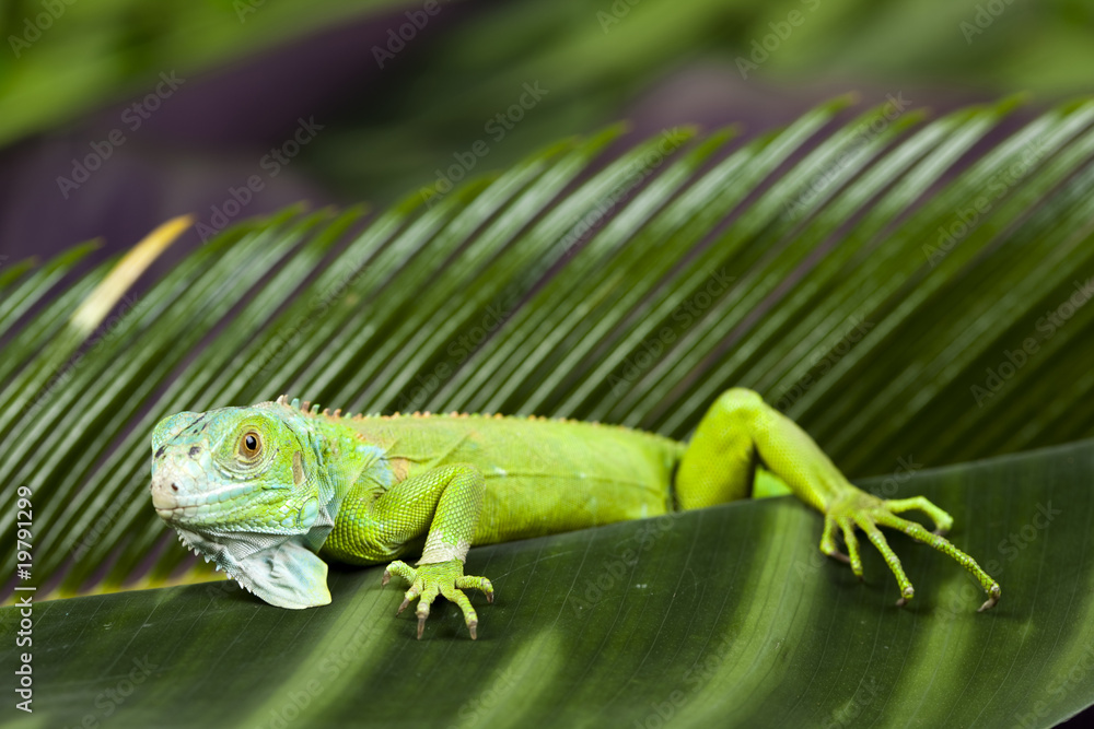 Naklejka premium Iguana as a dragon
