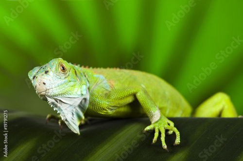 Iguana