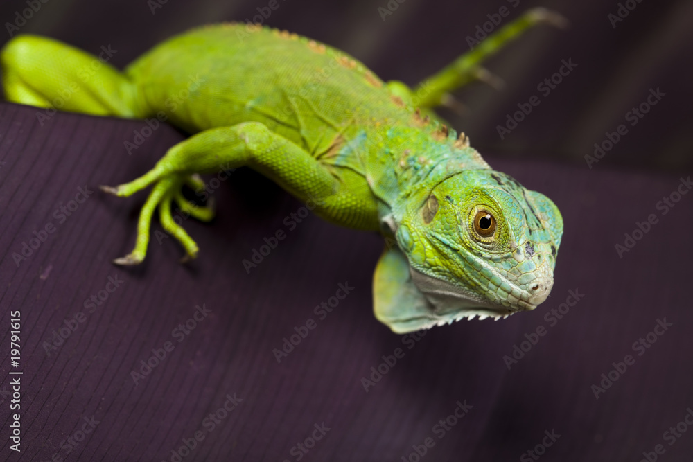 Fototapeta premium Dragon