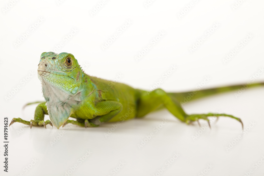 Obraz premium Iguana isolated on white background