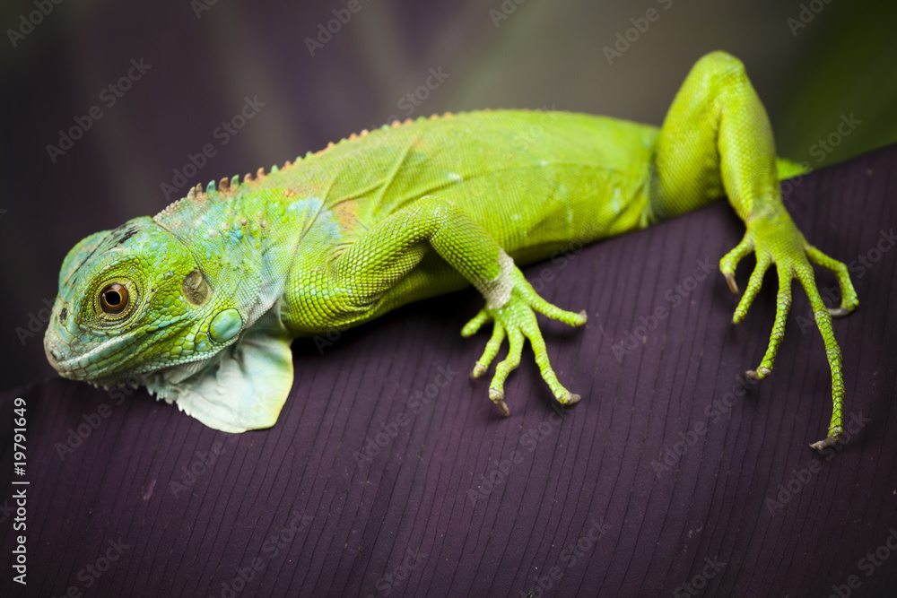 Fototapeta premium Iguana in the wild
