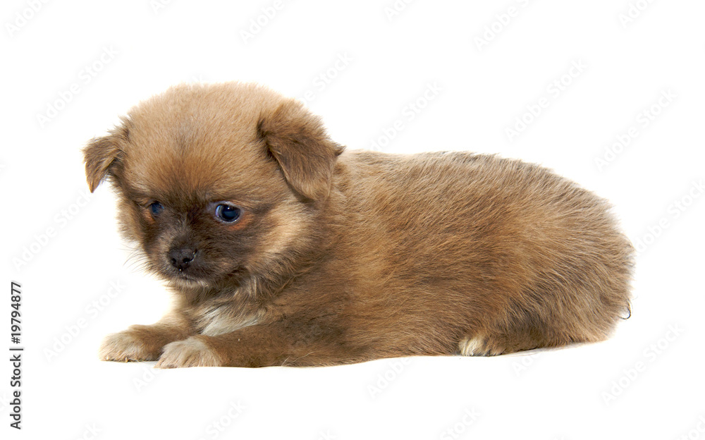 Chihuahua dog on white background Chihuahua dog on white background