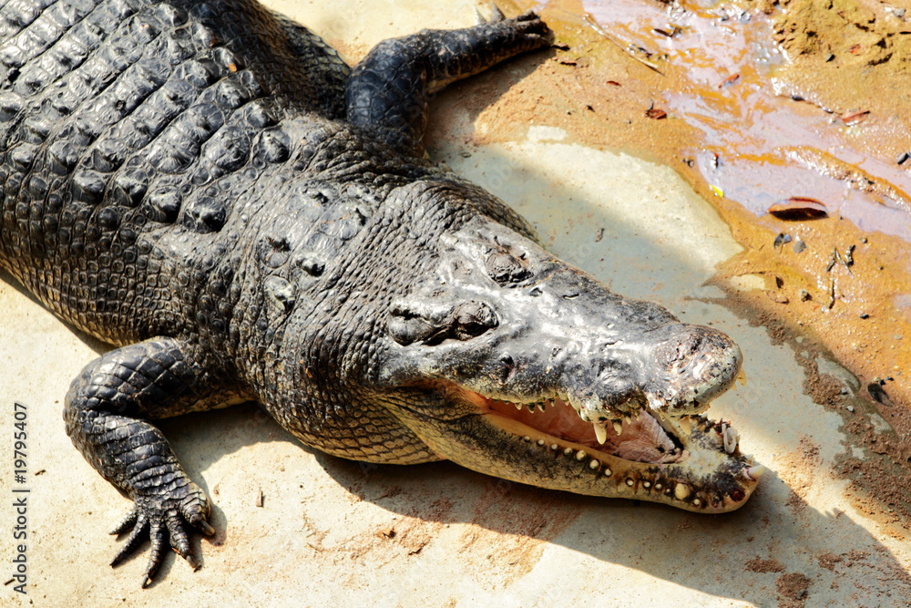 Naklejka premium Big crocodile