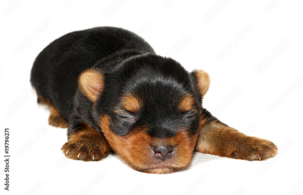 One week old puppy of the Yorkshire Terrier