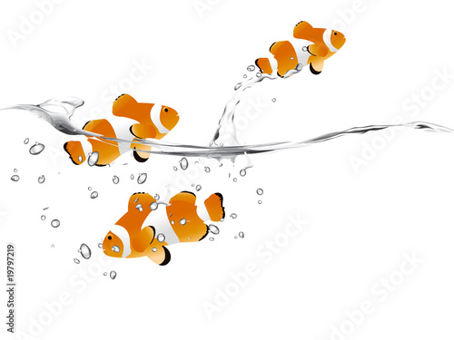 Clown fish
