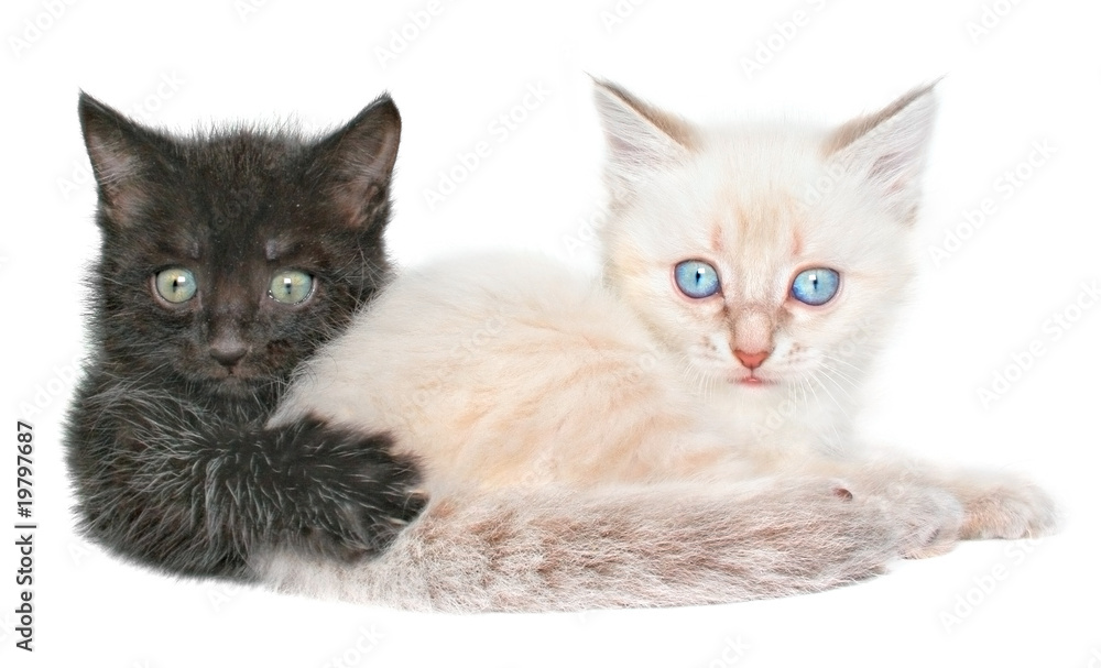 Two kittens Two kittens